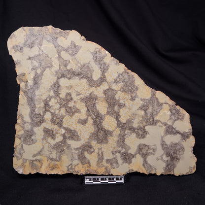 OMACHTENIA CF. KVARTISMMA, Paleoproterozoic, Canada ZOK003