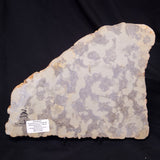 OMACHTENIA CF. KVARTISMMA, Paleoproterozoic, Canada ZOK003