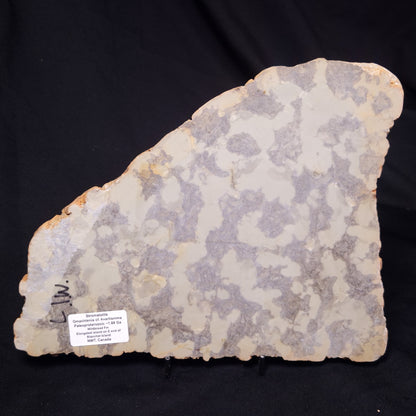 OMACHTENIA CF. KVARTISMMA, Paleoproterozoic, Canada ZOK003