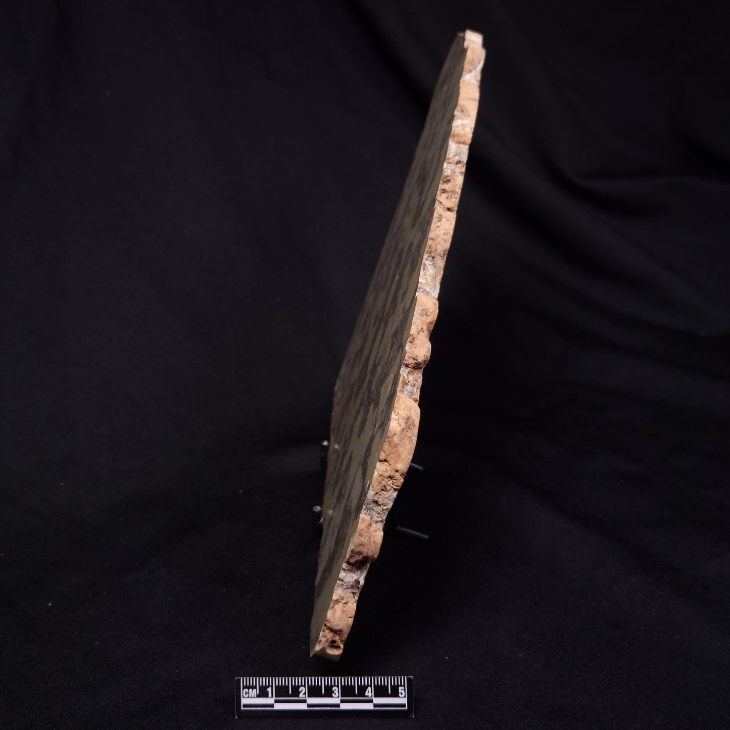 OMACHTENIA CF. KVARTISMMA, Paleoproterozoic, Canada ZOK003