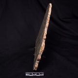 OMACHTENIA CF. KVARTISMMA, Paleoproterozoic, Canada ZOK003