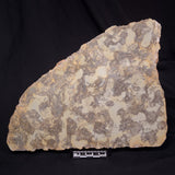 OMACHTENIA CF. KVARTISMMA, Paleoproterozoic, Canada ZOK004