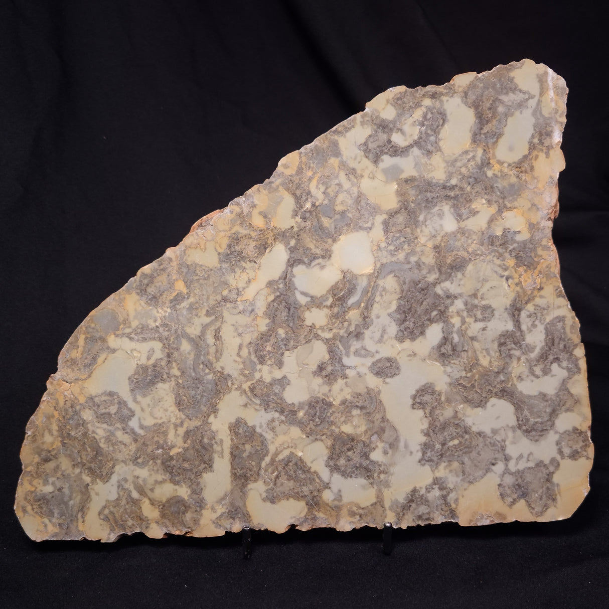 OMACHTENIA CF. KVARTISMMA, Paleoproterozoic, Canada ZOK004