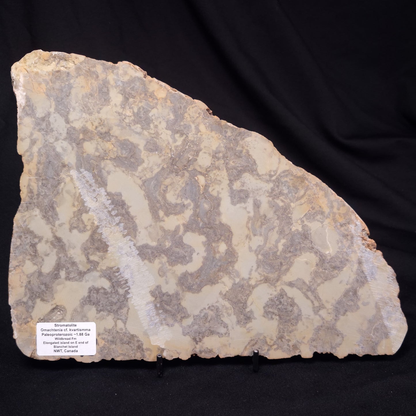 OMACHTENIA CF. KVARTISMMA, Paleoproterozoic, Canada ZOK004