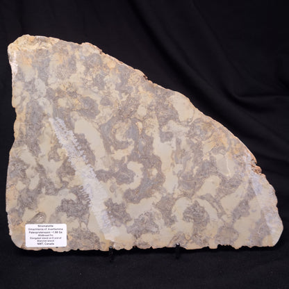 OMACHTENIA CF. KVARTISMMA, Paleoproterozoic, Canada ZOK004