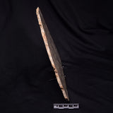 OMACHTENIA CF. KVARTISMMA, Paleoproterozoic, Canada ZOK004