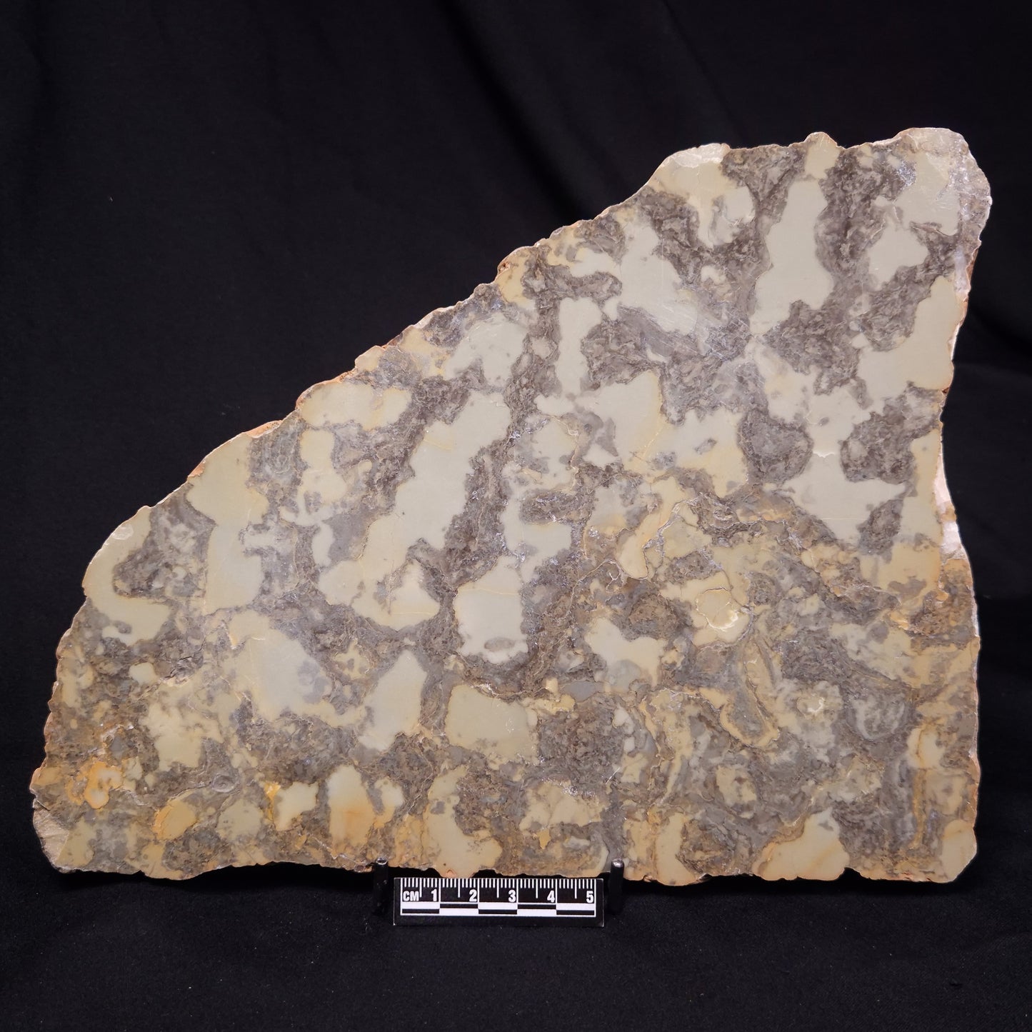 OMACHTENIA CF. KVARTISMMA, Paleoproterozoic, Canada ZOK005