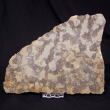 OMACHTENIA CF. KVARTISMMA, Paleoproterozoic, Canada ZOK005