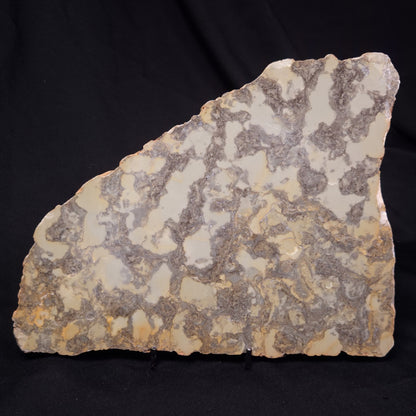 OMACHTENIA CF. KVARTISMMA, Paleoproterozoic, Canada ZOK005