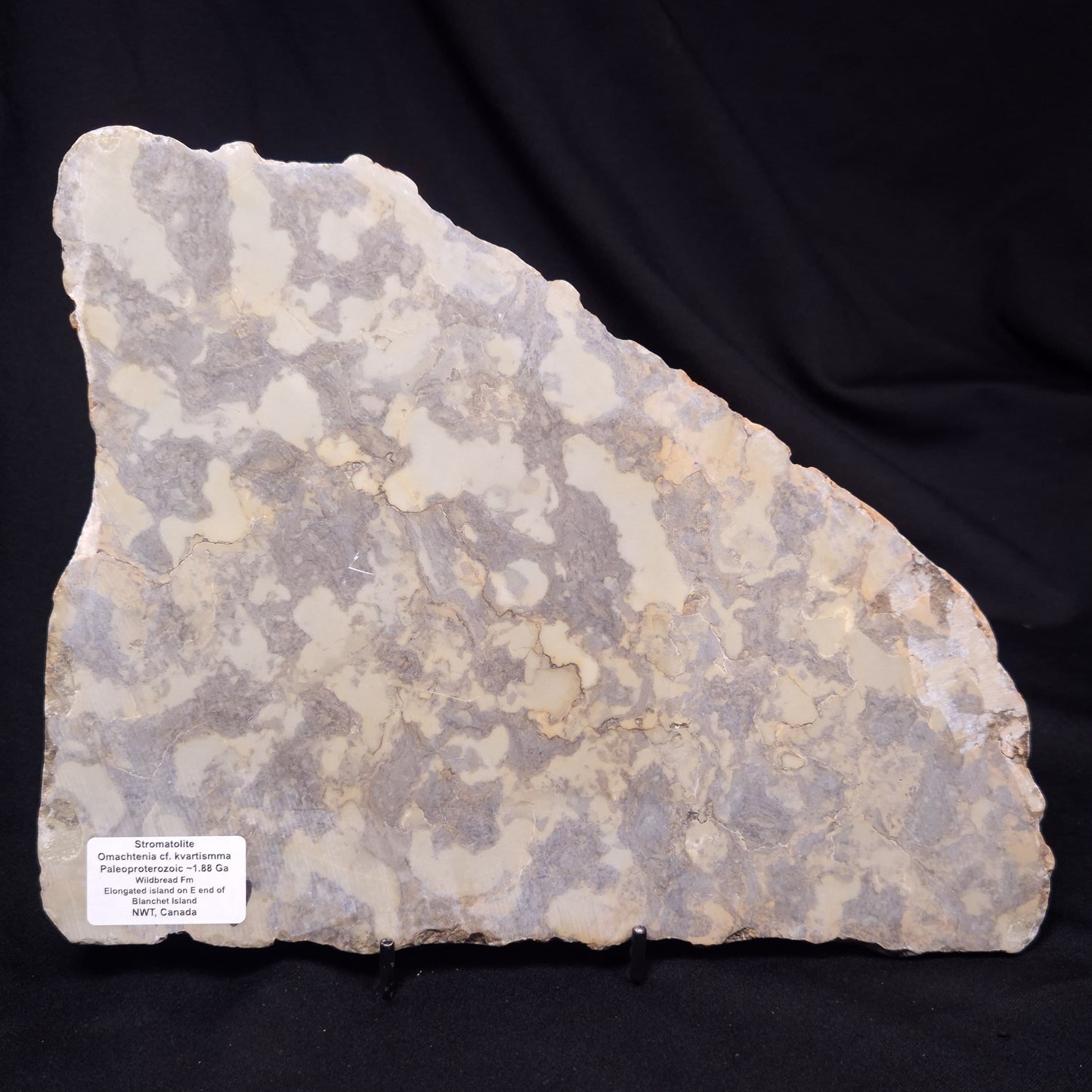 OMACHTENIA CF. KVARTISMMA, Paleoproterozoic, Canada ZOK005