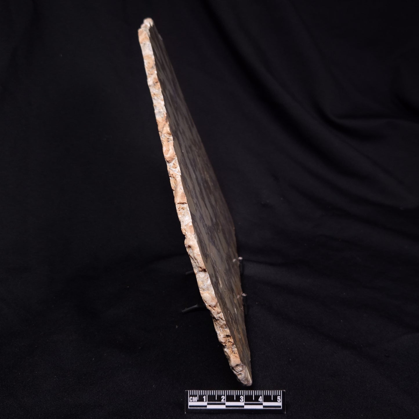 OMACHTENIA CF. KVARTISMMA, Paleoproterozoic, Canada ZOK005