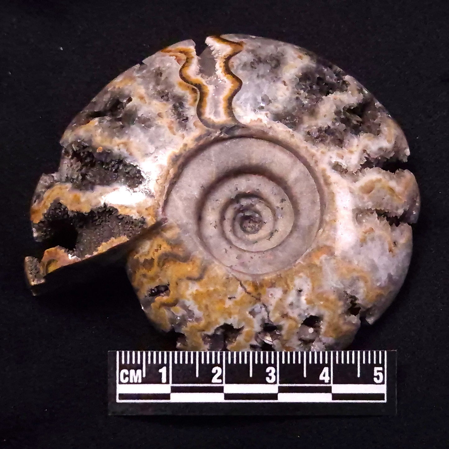 FLUORESCENT AMMONITE, East Timor XAT029
