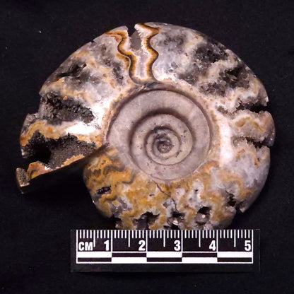FLUORESCENT AMMONITE, East Timor XAT029
