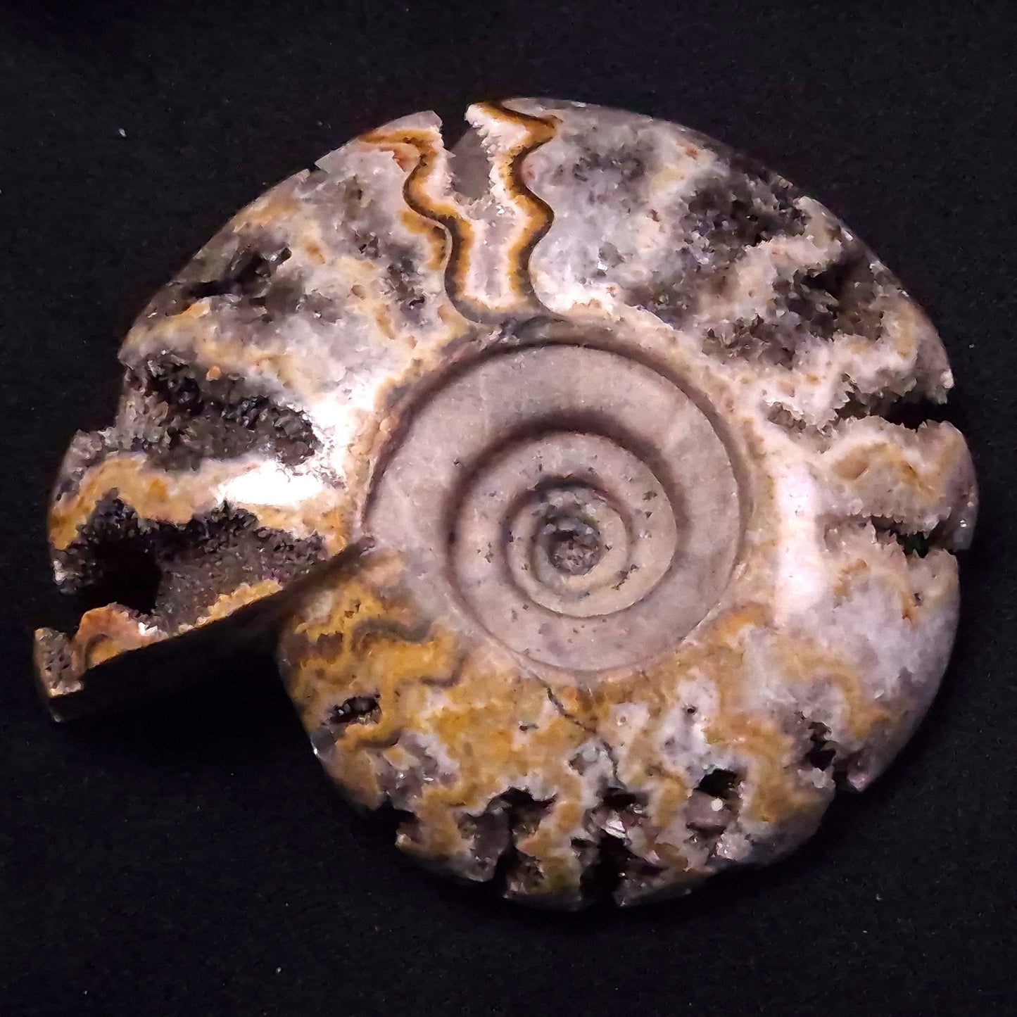 FLUORESCENT AMMONITE, East Timor XAT029