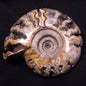 FLUORESCENT AMMONITE, East Timor XAT029