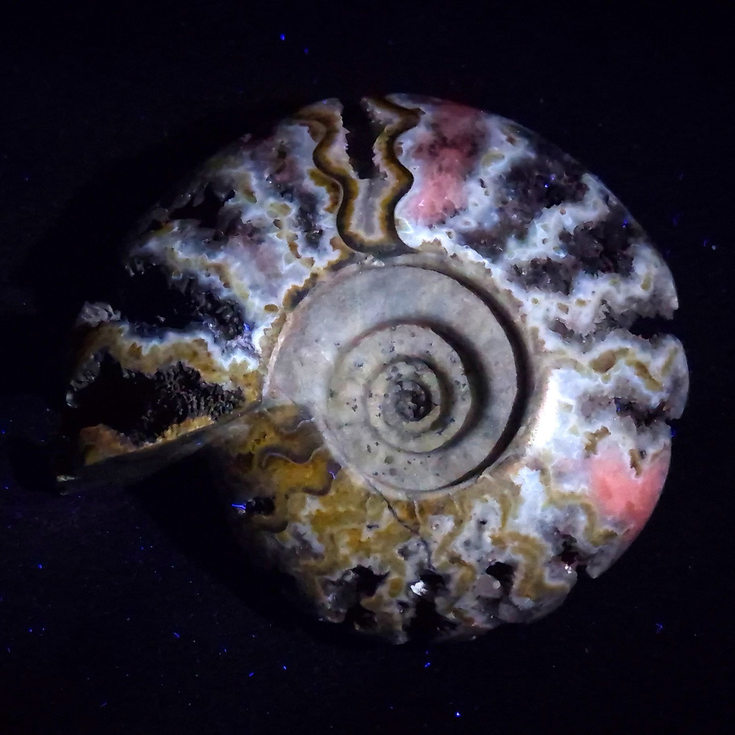 FLUORESCENT AMMONITE, East Timor XAT029