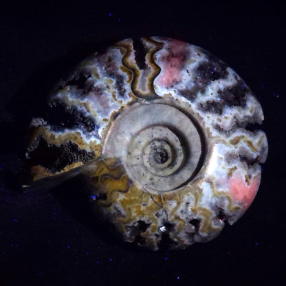 FLUORESCENT AMMONITE, East Timor XAT029