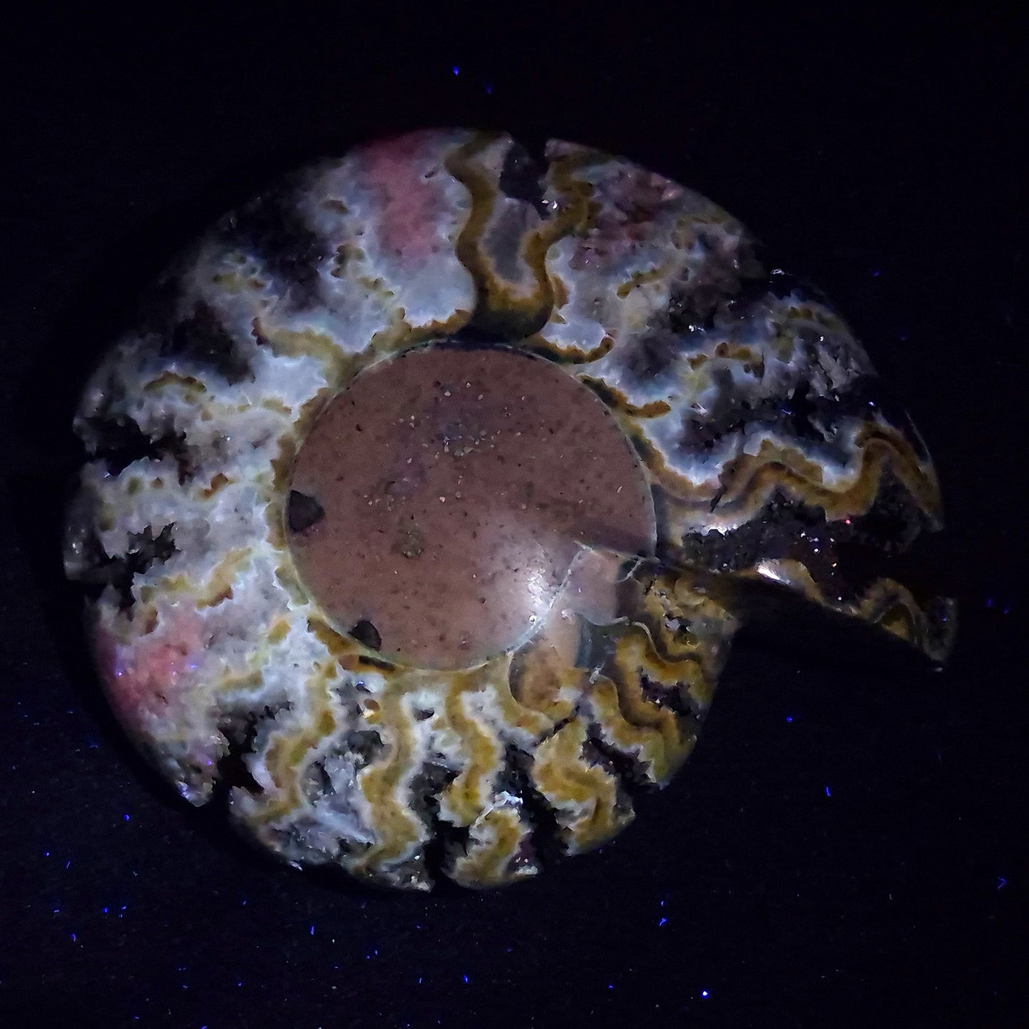 FLUORESCENT AMMONITE, East Timor XAT029
