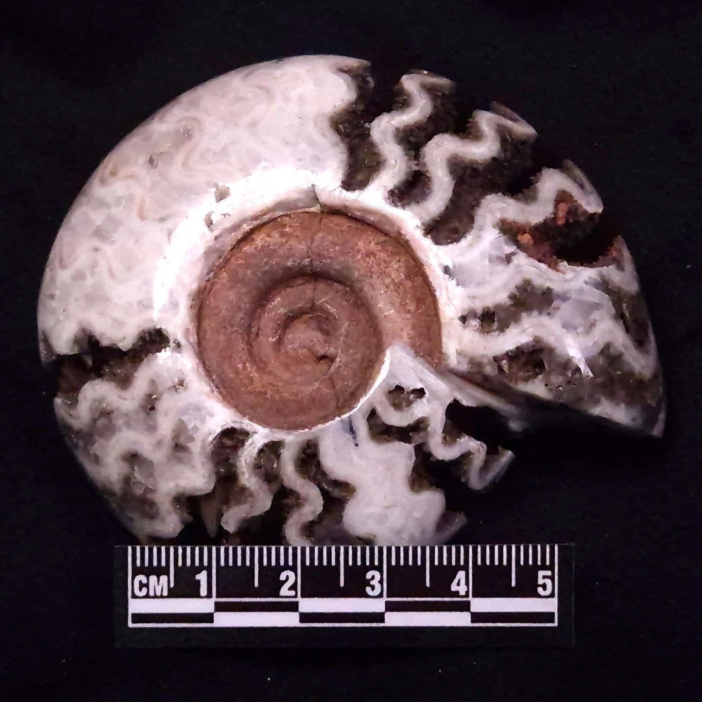 FLUORESCENT AMMONITE, East Timor XAT030