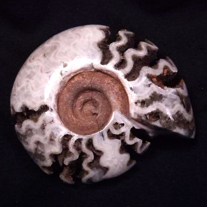 FLUORESCENT AMMONITE, East Timor XAT030
