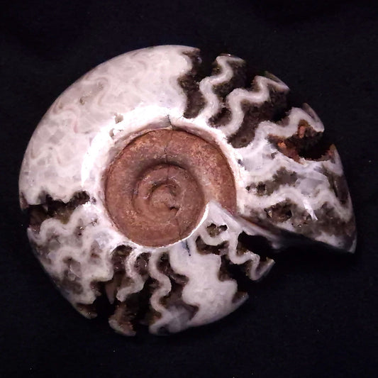 FLUORESCENT AMMONITE, East Timor XAT030