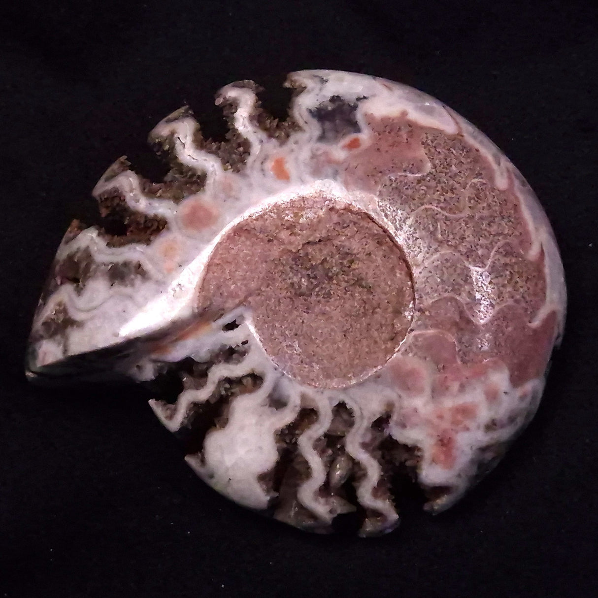 FLUORESCENT AMMONITE, East Timor XAT030