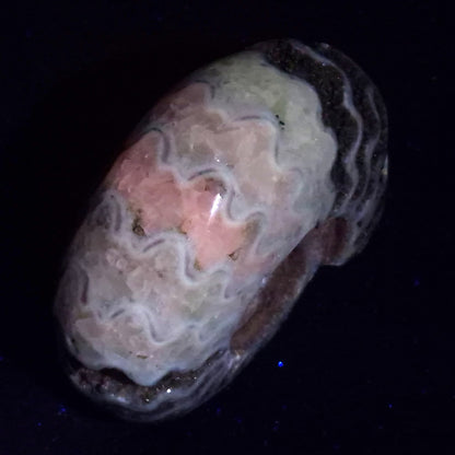 FLUORESCENT AMMONITE, East Timor XAT030