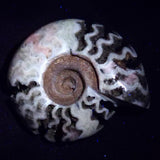 FLUORESCENT AMMONITE, East Timor XAT030