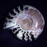 FLUORESCENT AMMONITE, East Timor XAT030