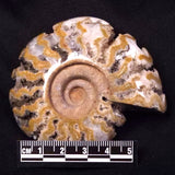 AMMONITE, East Timor XAT031