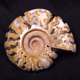 AMMONITE, East Timor XAT031