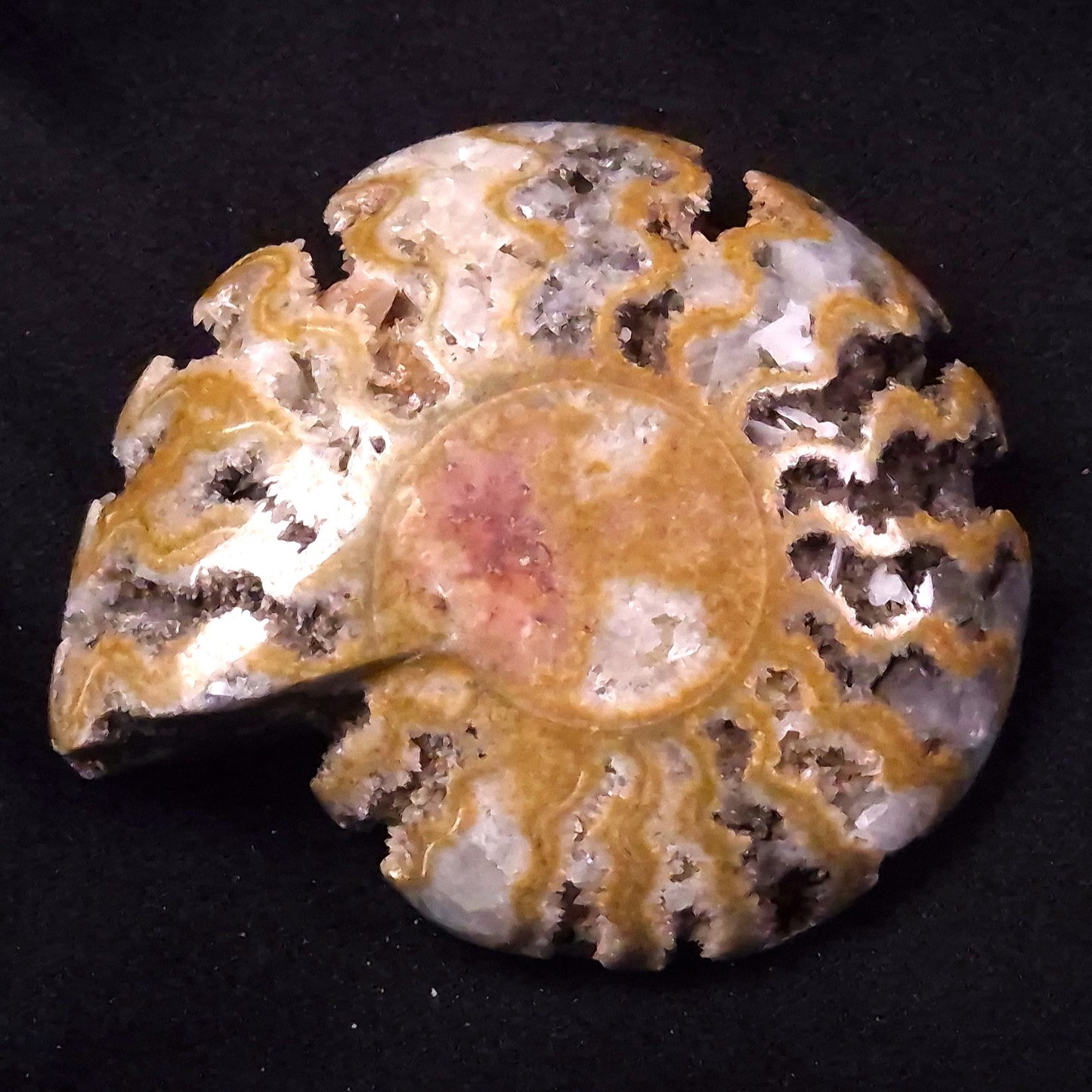 AMMONITE, East Timor XAT031