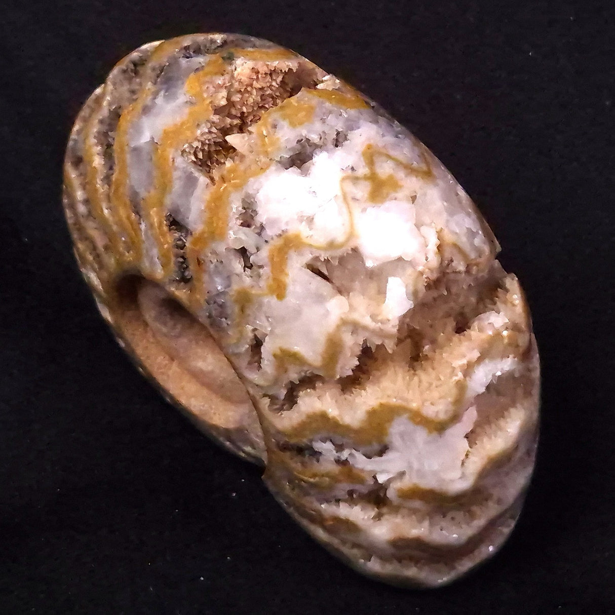 AMMONITE, East Timor XAT031