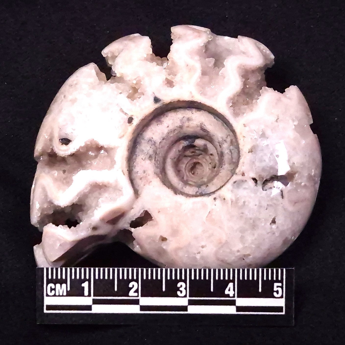 AMMONITE, East Timor XAT032