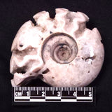 AMMONITE, East Timor XAT032