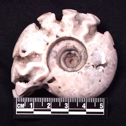 AMMONITE, East Timor XAT032
