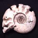AMMONITE, East Timor XAT032