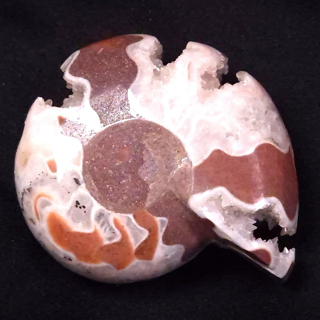 AMMONITE, East Timor XAT032