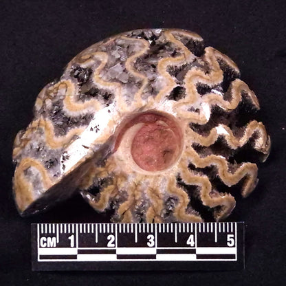 AMMONITE, East Timor XAT033