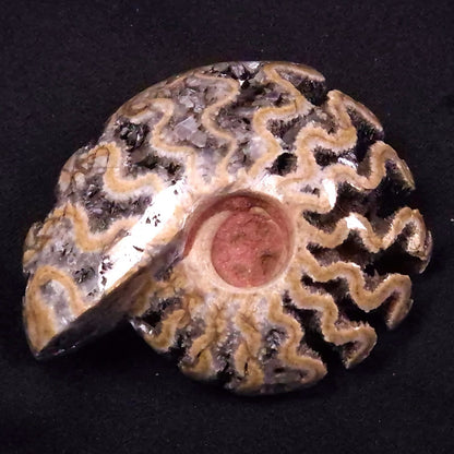 AMMONITE, East Timor XAT033