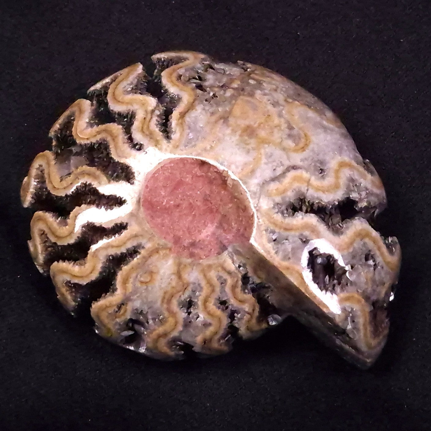 AMMONITE, East Timor XAT033