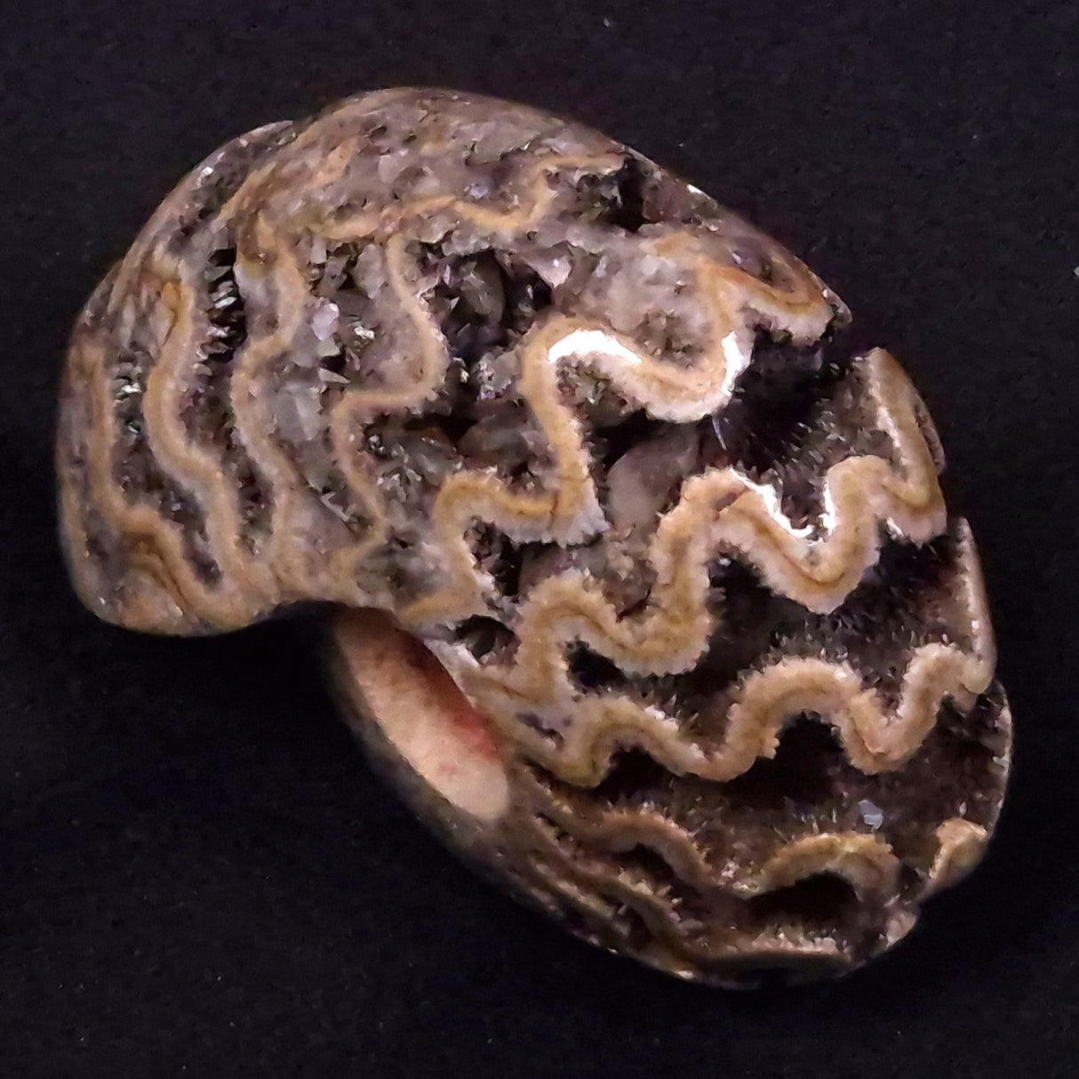 AMMONITE, East Timor XAT033