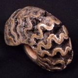 AMMONITE, East Timor XAT033
