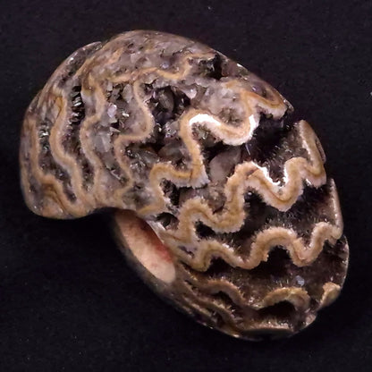 AMMONITE, East Timor XAT033