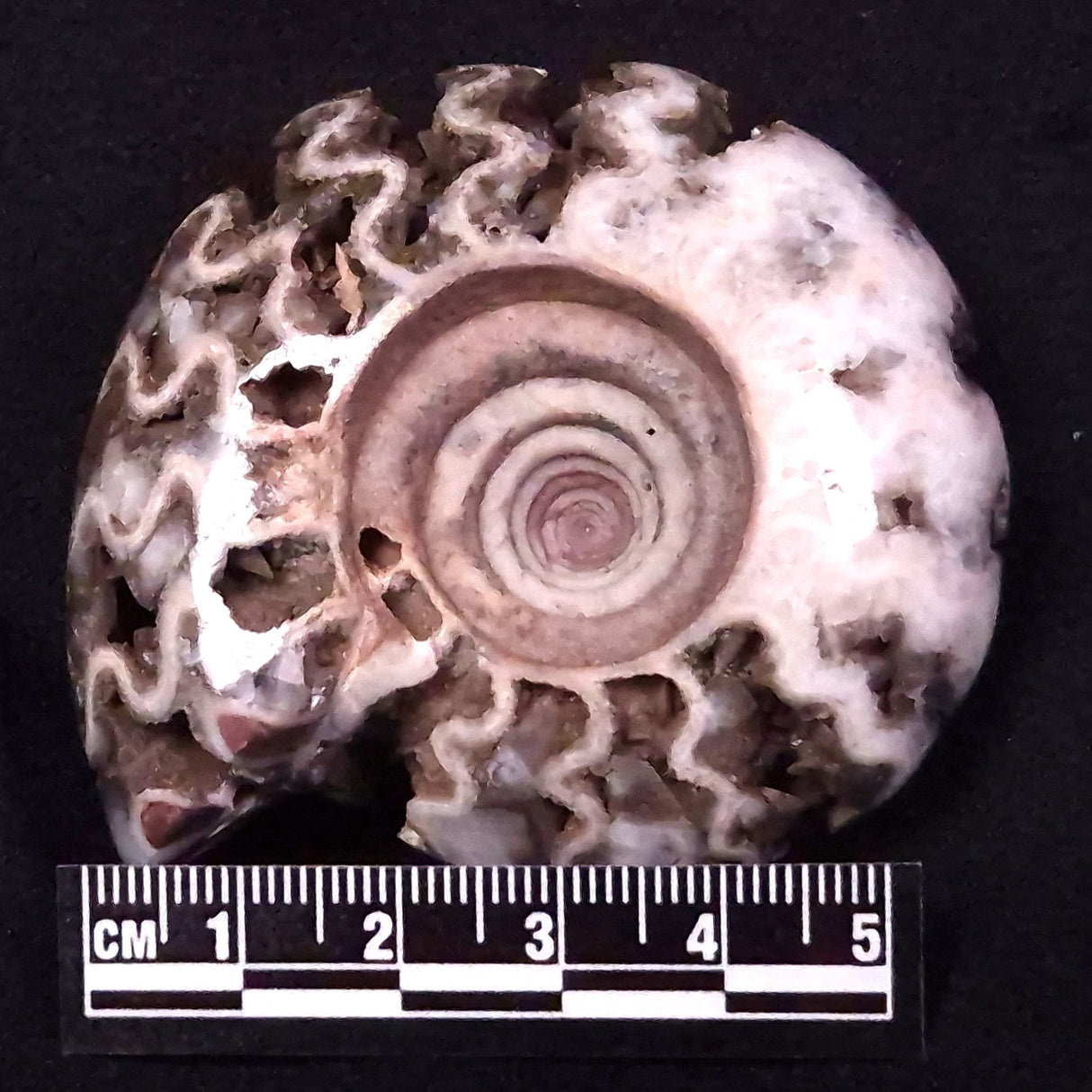 AMMONITE, East Timor XAT034
