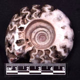 AMMONITE, East Timor XAT034