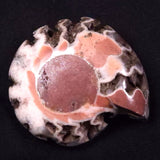 AMMONITE, East Timor XAT034