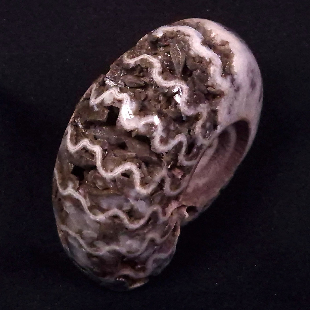 AMMONITE, East Timor XAT034