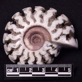 AMMONITE, East Timor XAT035