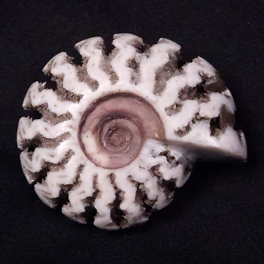 AMMONITE, East Timor XAT035